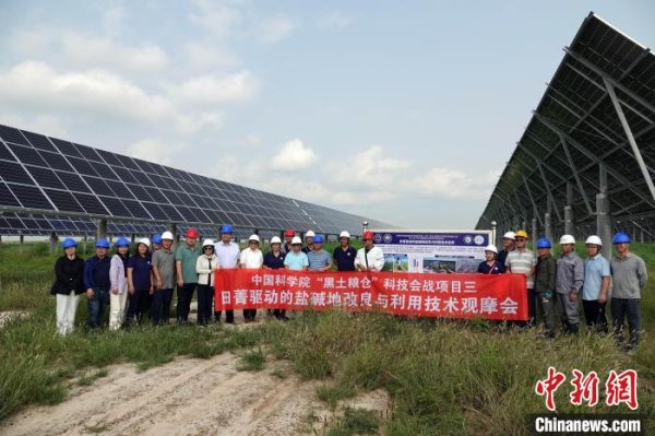 正规配资网站 耐盐碱耐涝、固氮高产 “中科菁1号”高效实现盐碱地生物改良